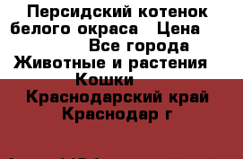 Персидский котенок белого окраса › Цена ­ 35 000 - Все города Животные и растения » Кошки   . Краснодарский край,Краснодар г.